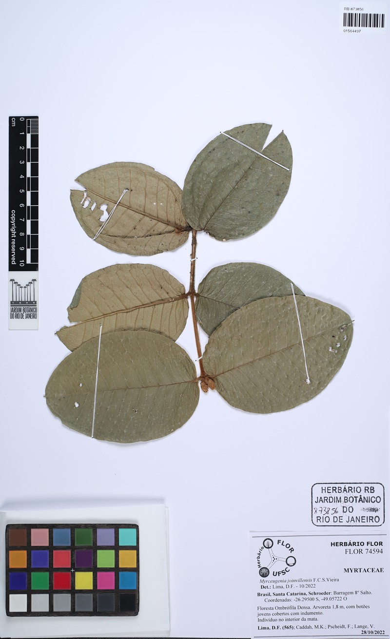 Myrceugenia joinvillensis
