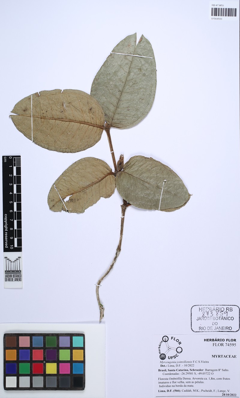 Myrceugenia joinvillensis photo 2