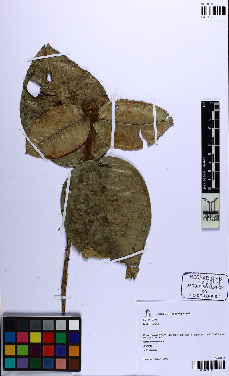 Myrceugenia joinvillensis photo 3