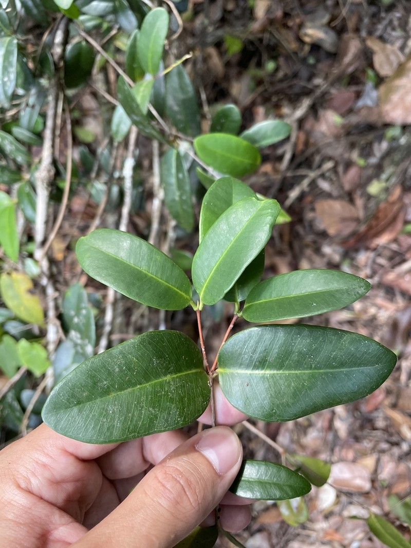 Puerto Rico Mountainbay photo 2