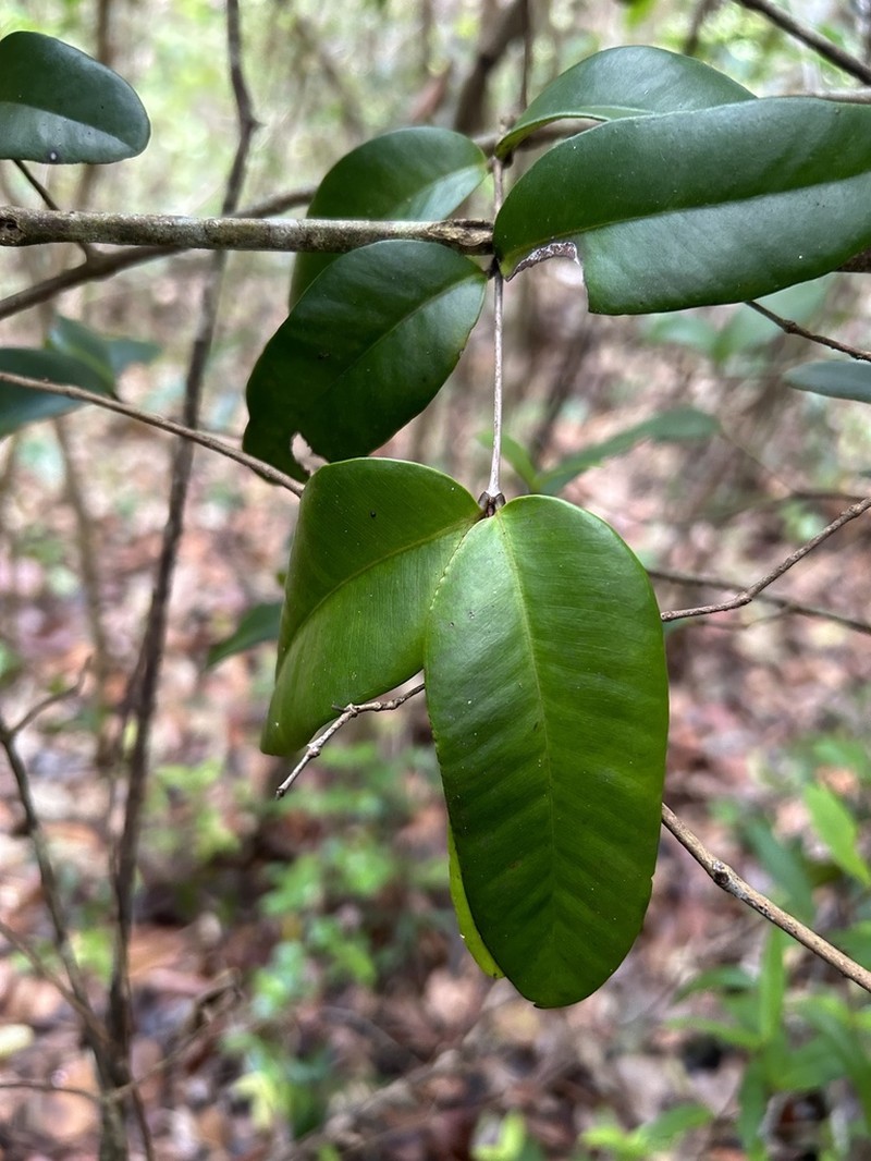 Puerto Rico Mountainbay photo 3