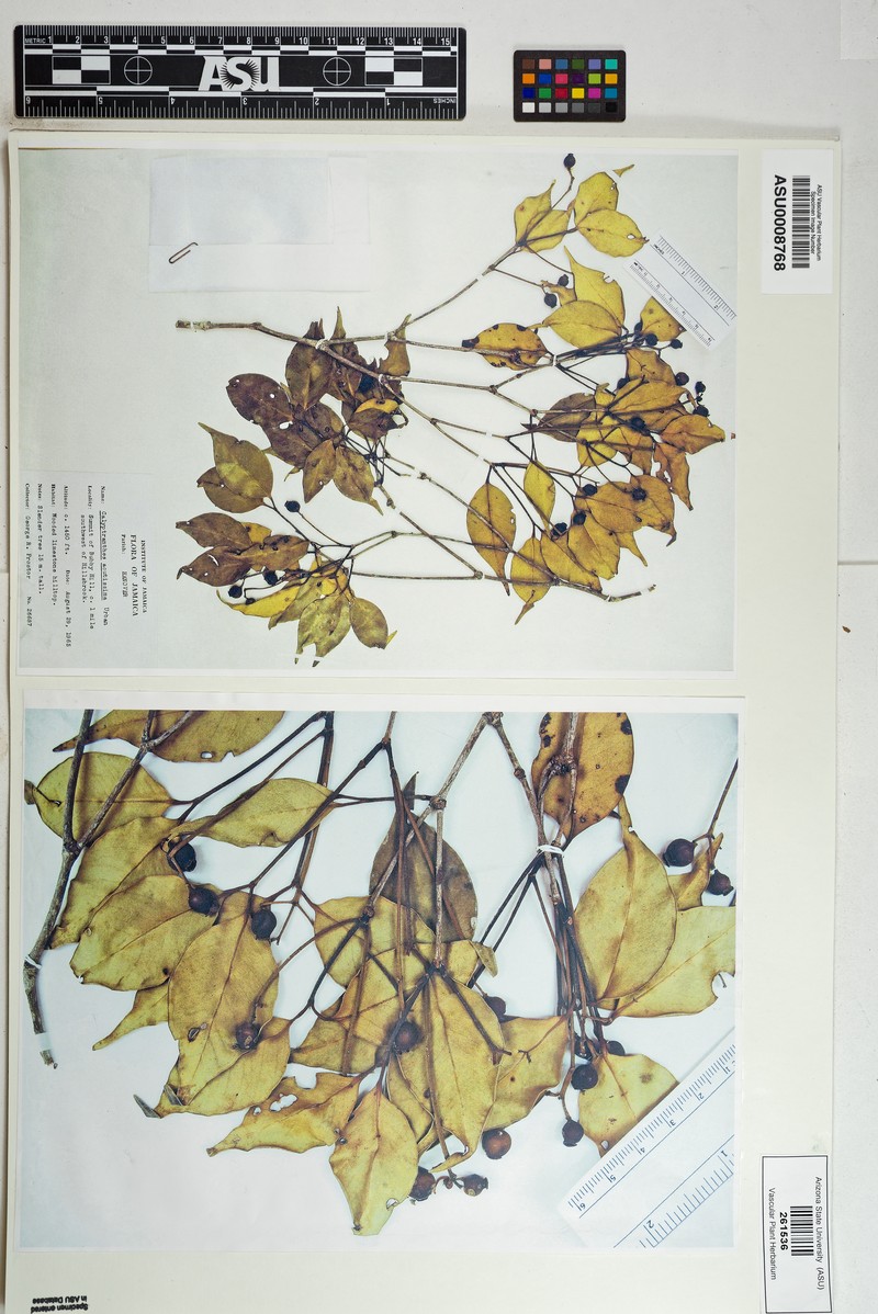 Myrcia acutissima