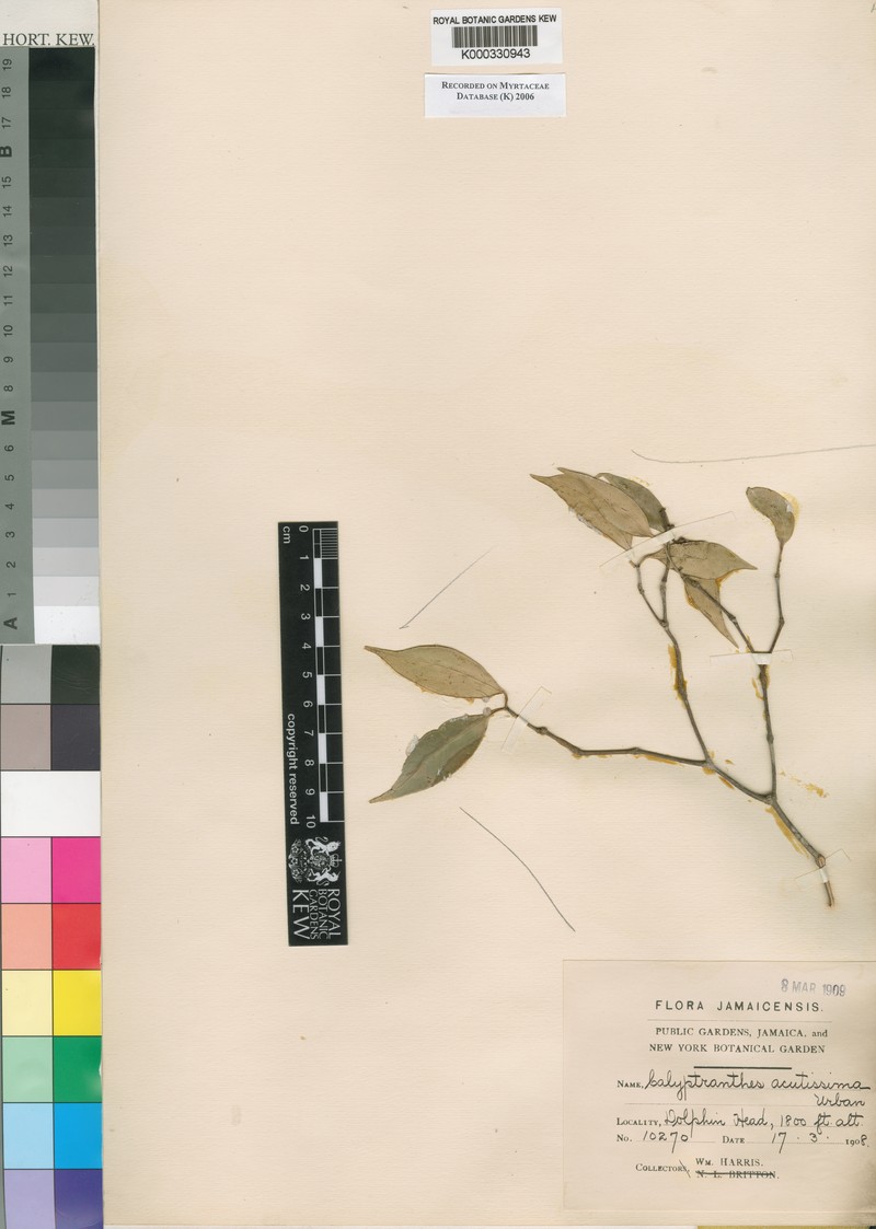 Myrcia acutissima photo 2