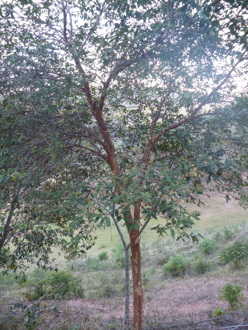 Guayabacon photo 7