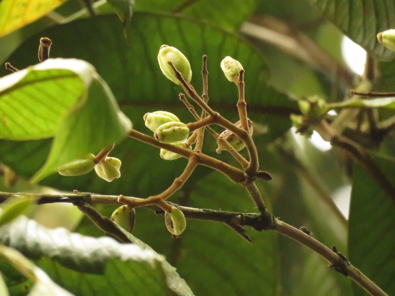 Myrcia antioquensis