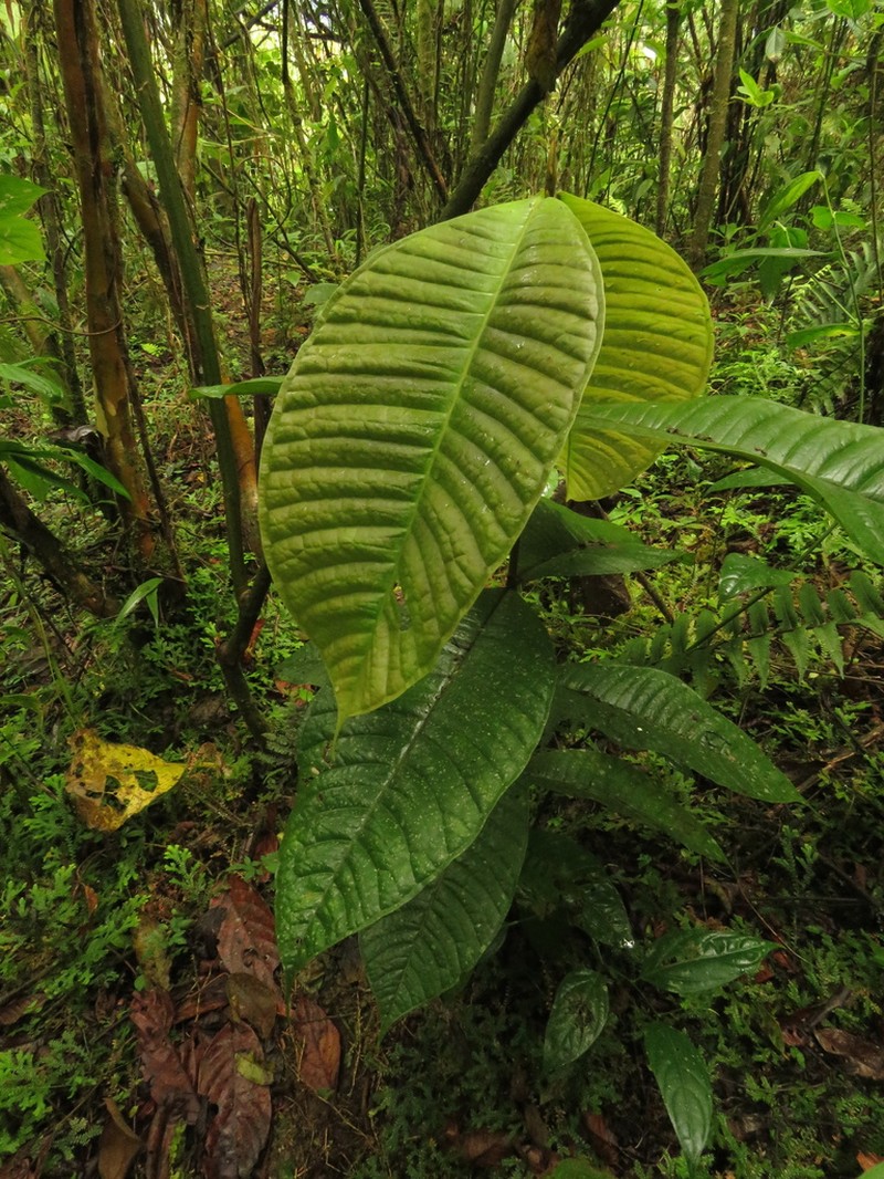 Myrcia antioquensis photo 2