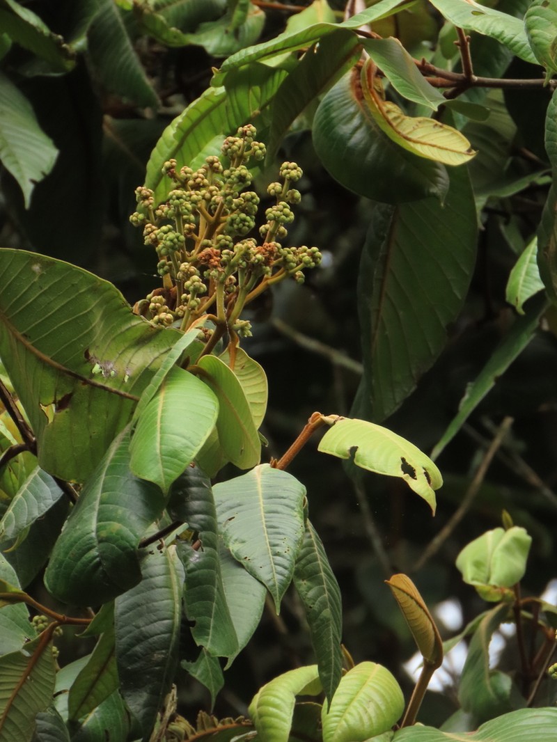 Myrcia antioquensis photo 3