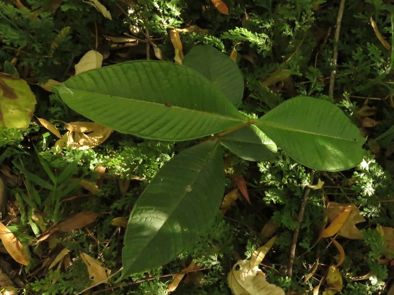 Myrcia antioquensis photo 4