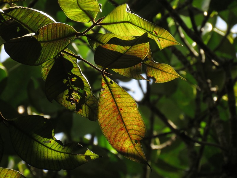 Myrcia antioquensis photo 5
