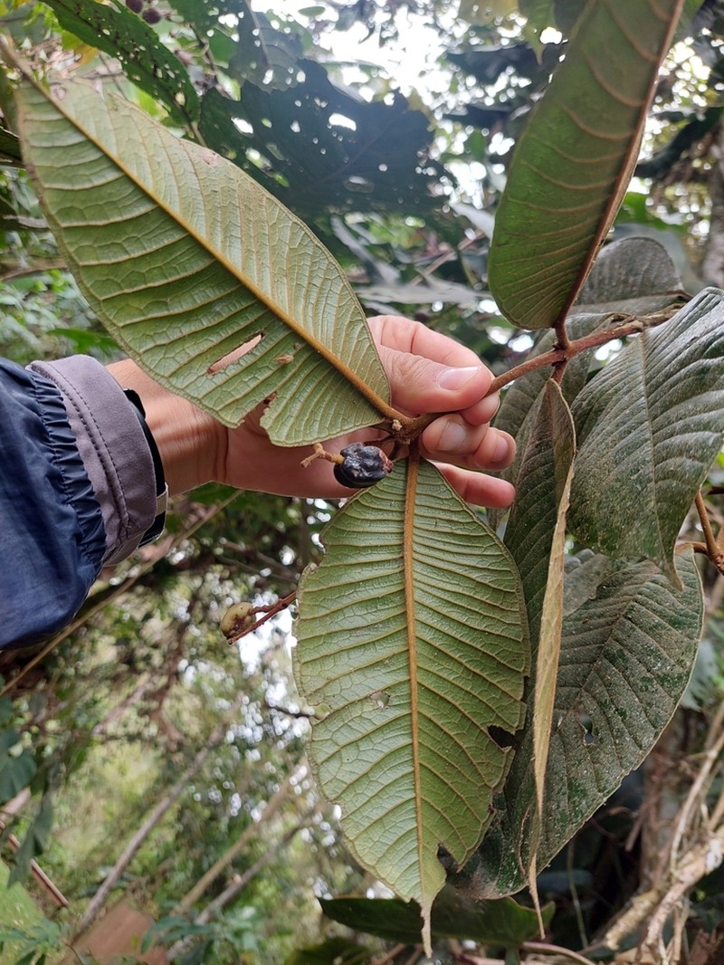 Myrcia antioquensis photo 6