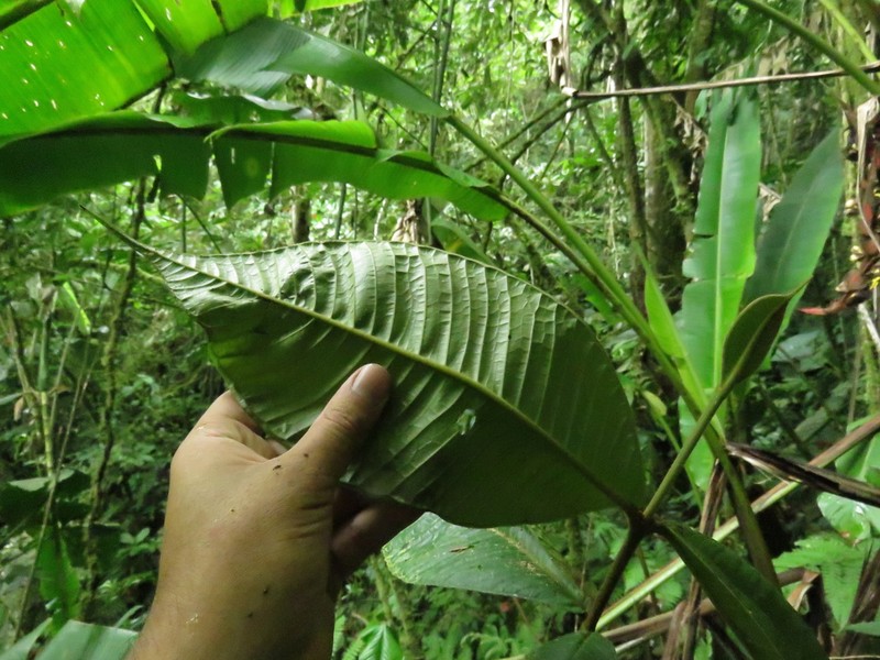 Myrcia antioquensis photo 7