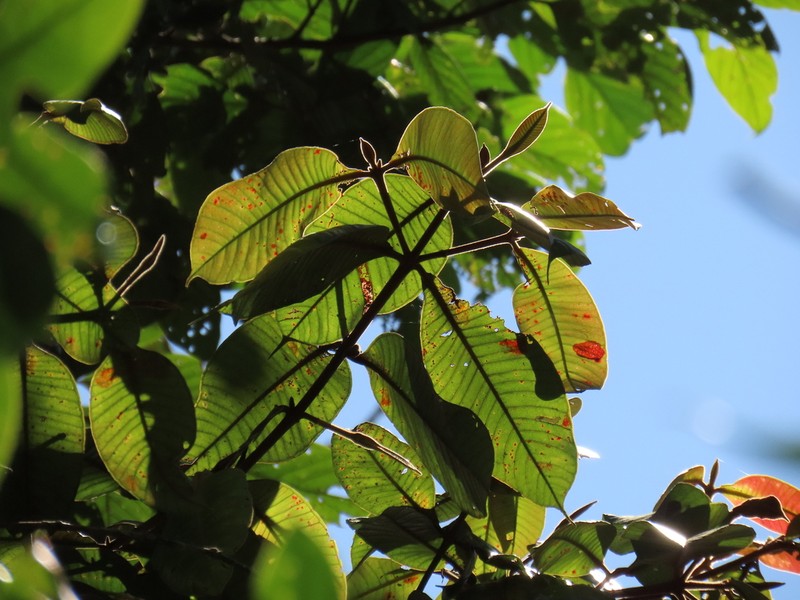 Myrcia antioquensis photo 8