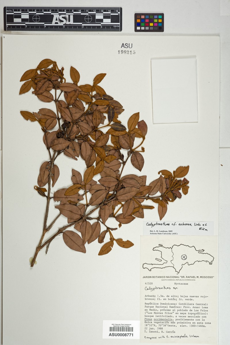 Myrcia arborea