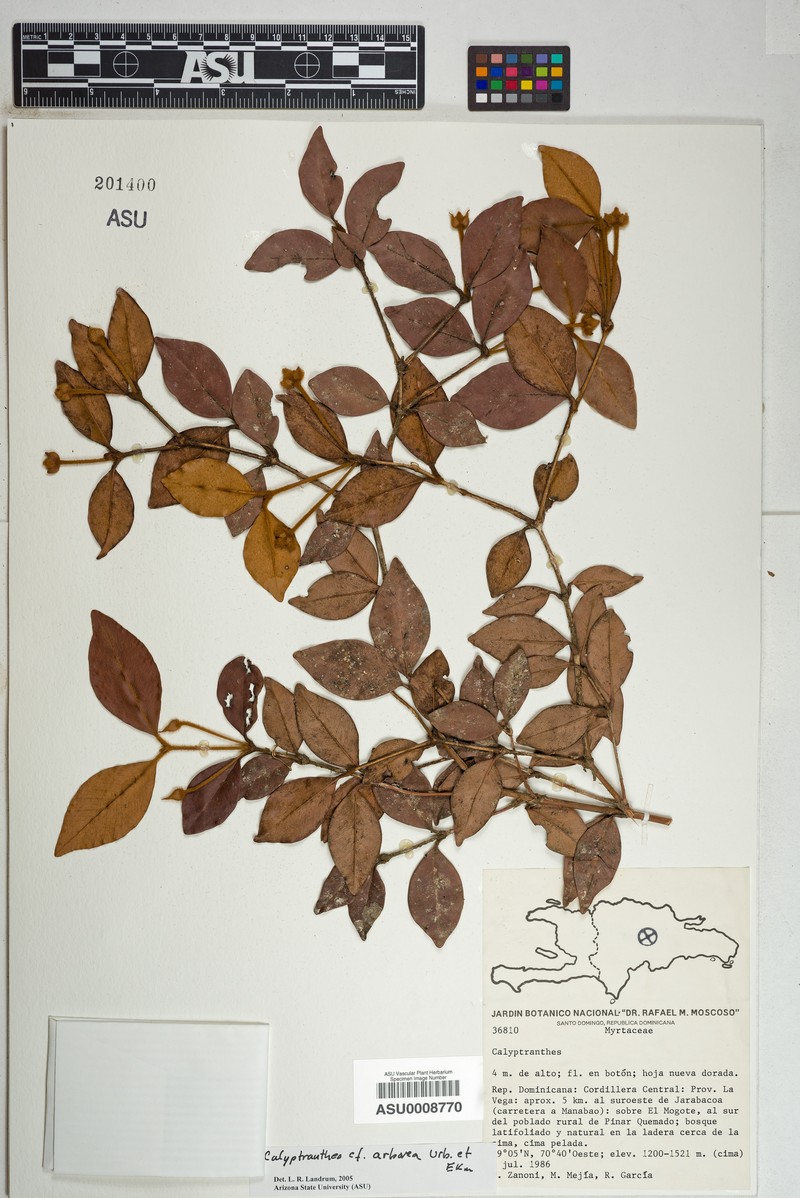 Myrcia arborea photo 2