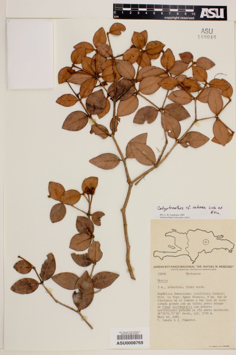 Myrcia arborea photo 3