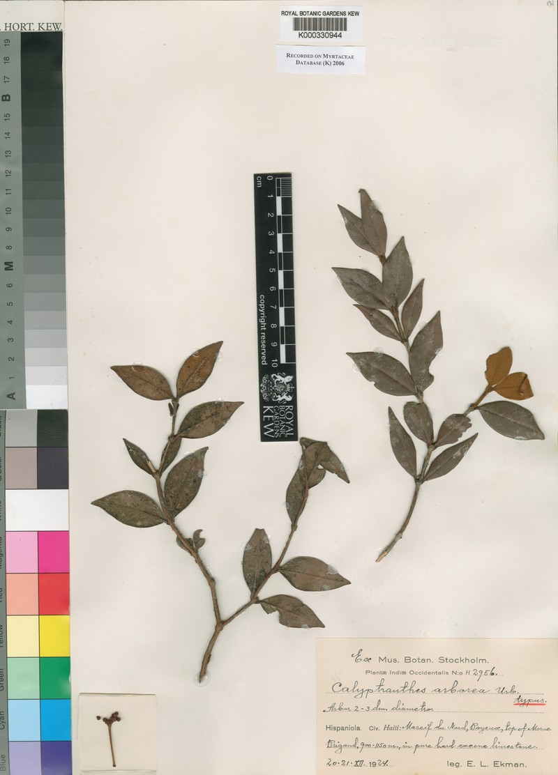 Myrcia arborea photo 4