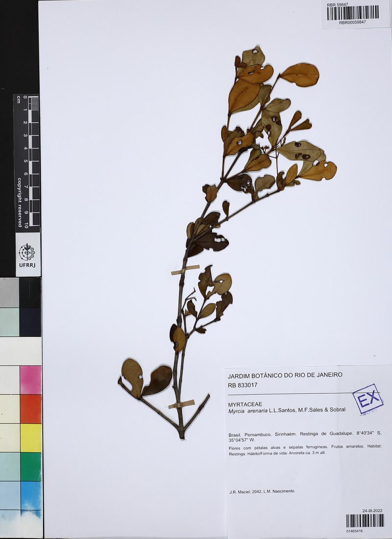 Myrcia arenaria