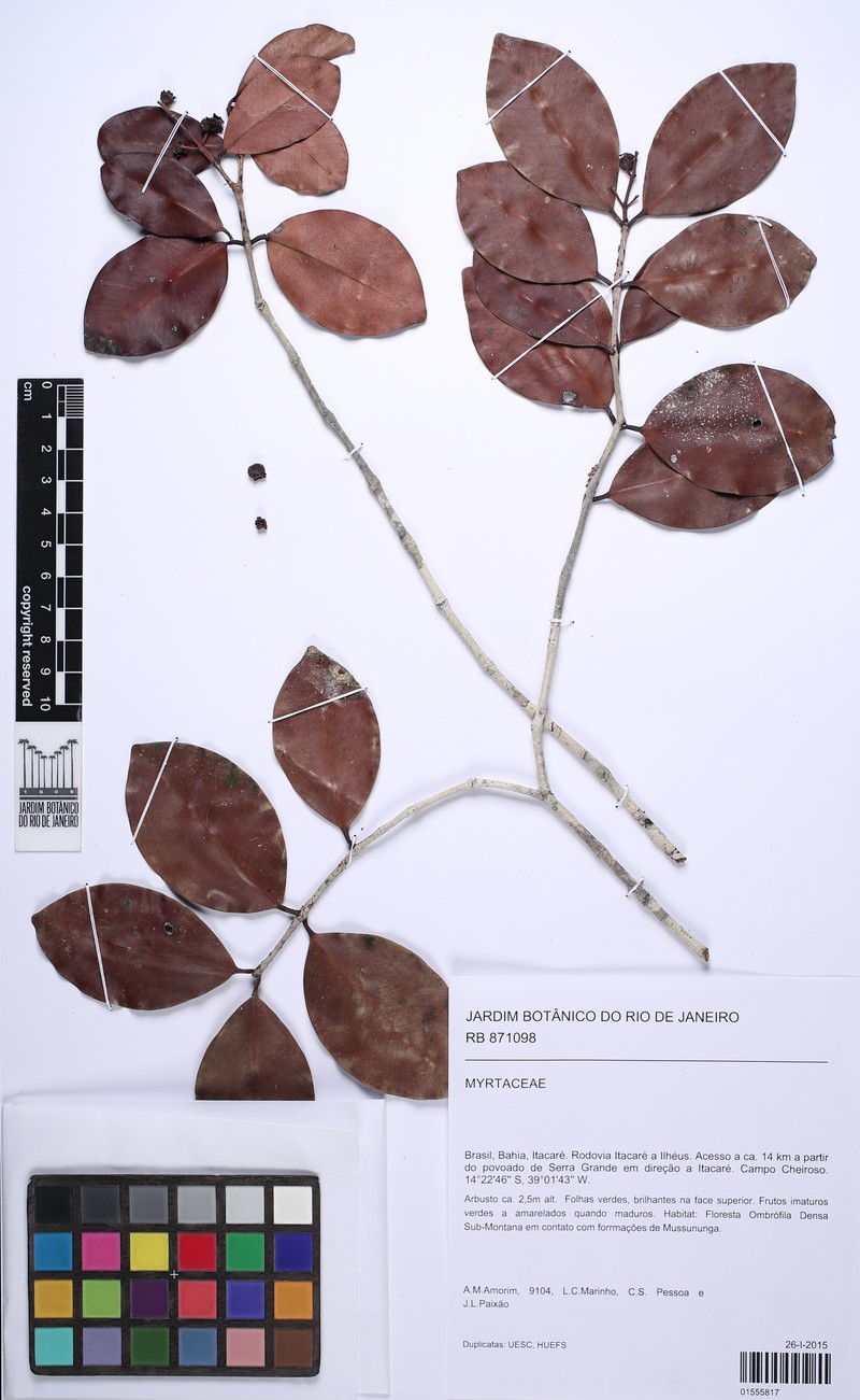 Myrcia arenaria photo 2