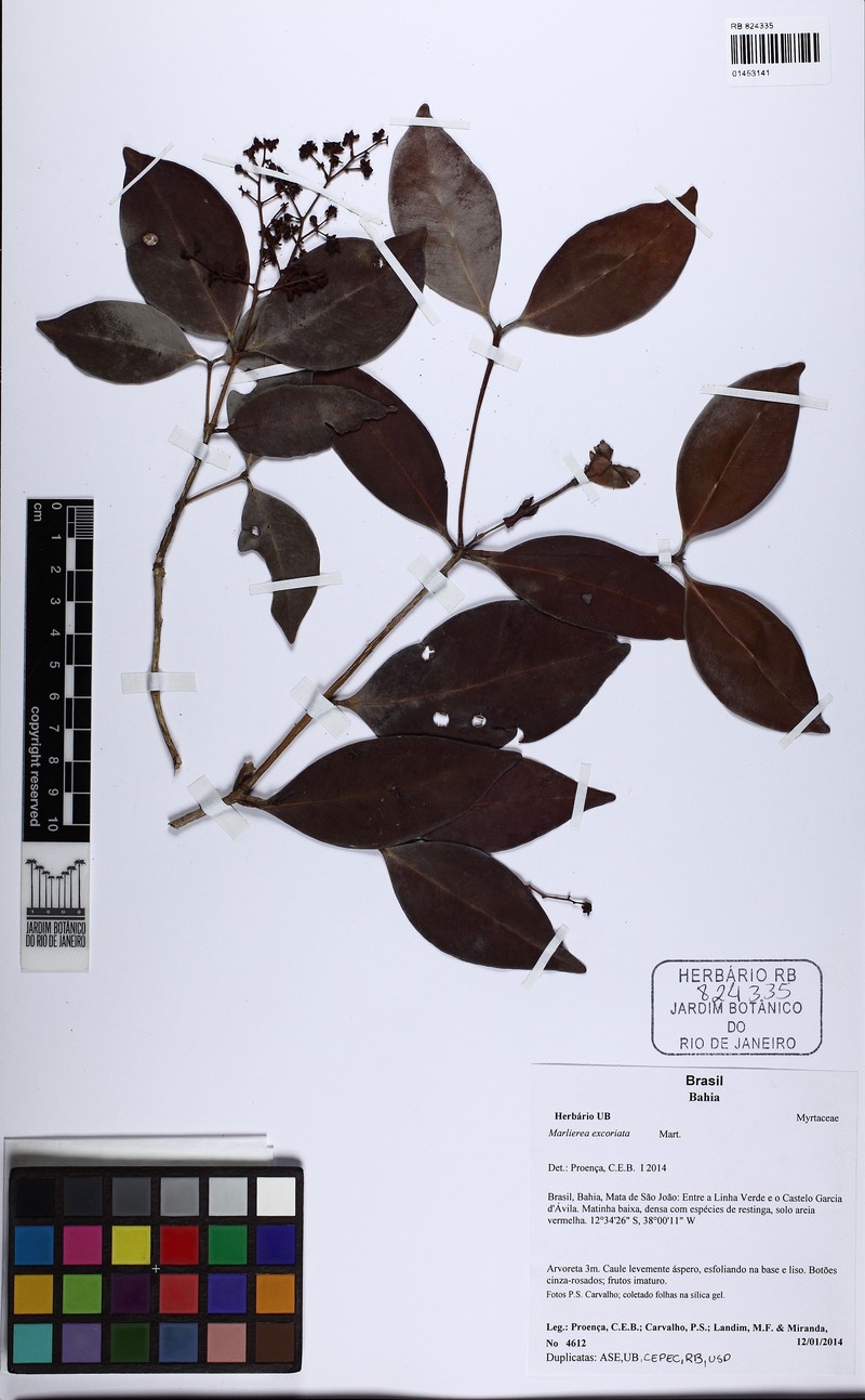 Myrcia arenaria photo 3