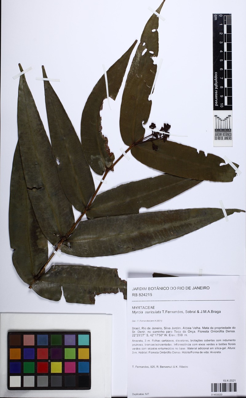 Myrcia auriculata