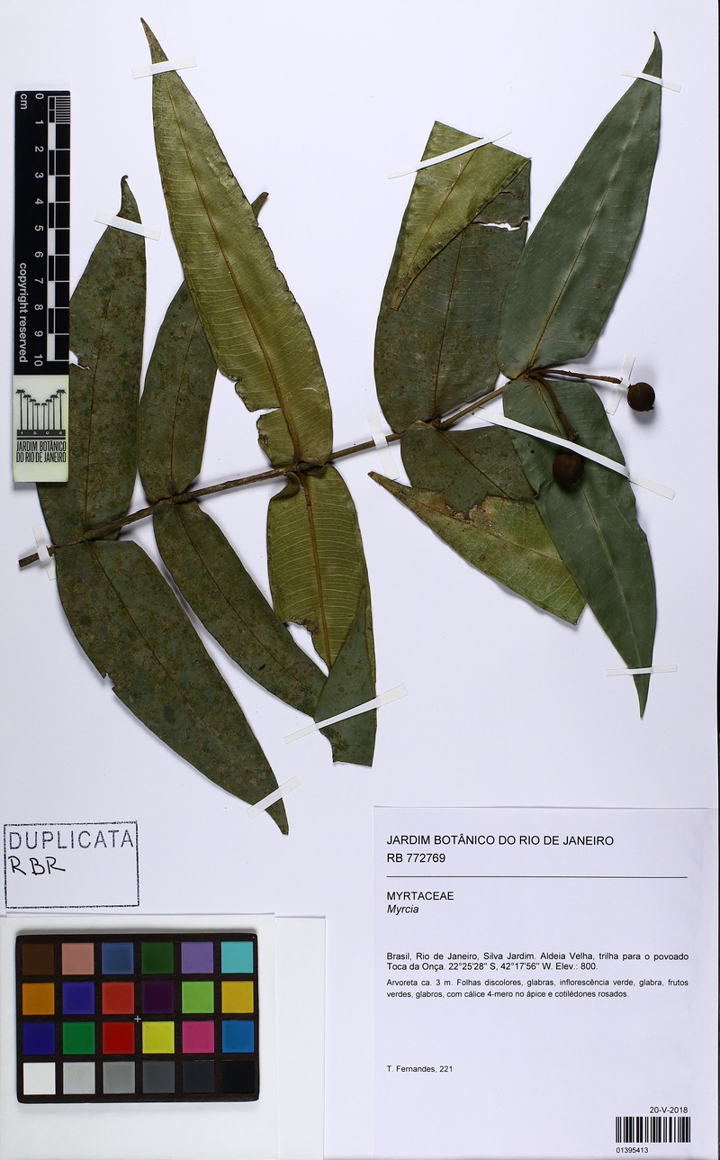 Myrcia auriculata photo 2