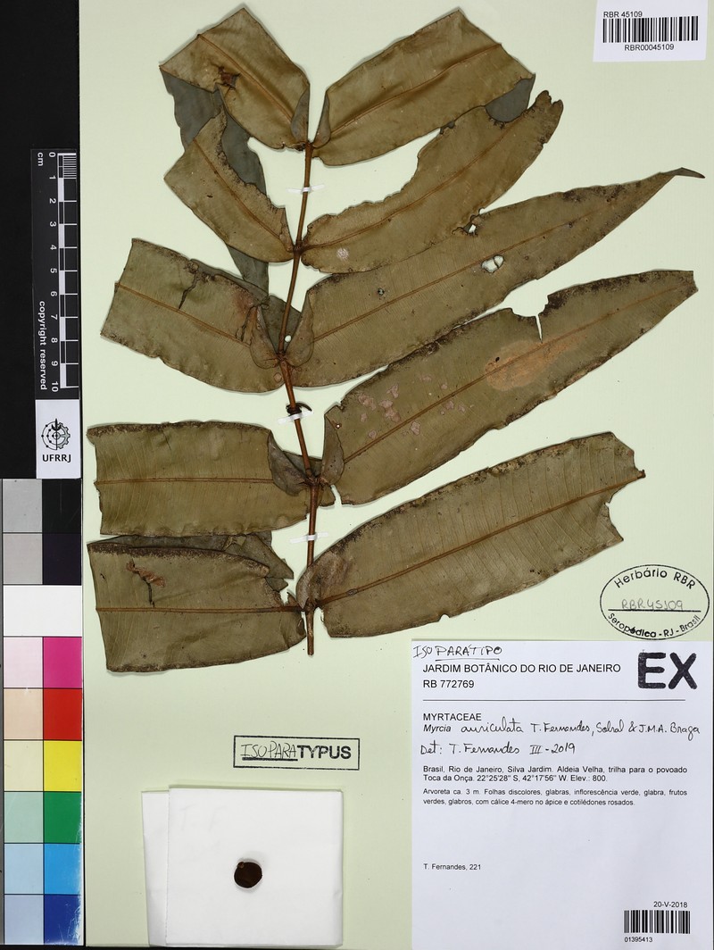 Myrcia auriculata photo 3