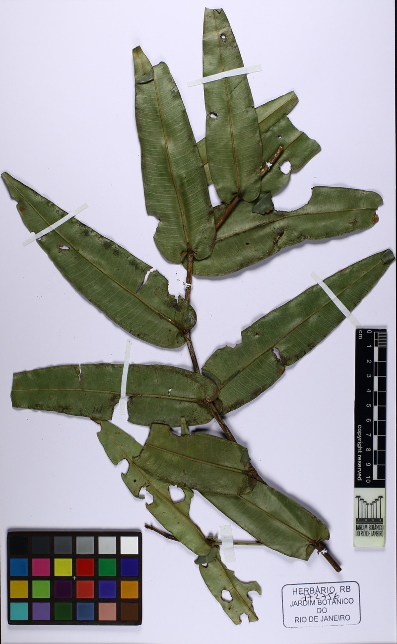 Myrcia auriculata photo 4