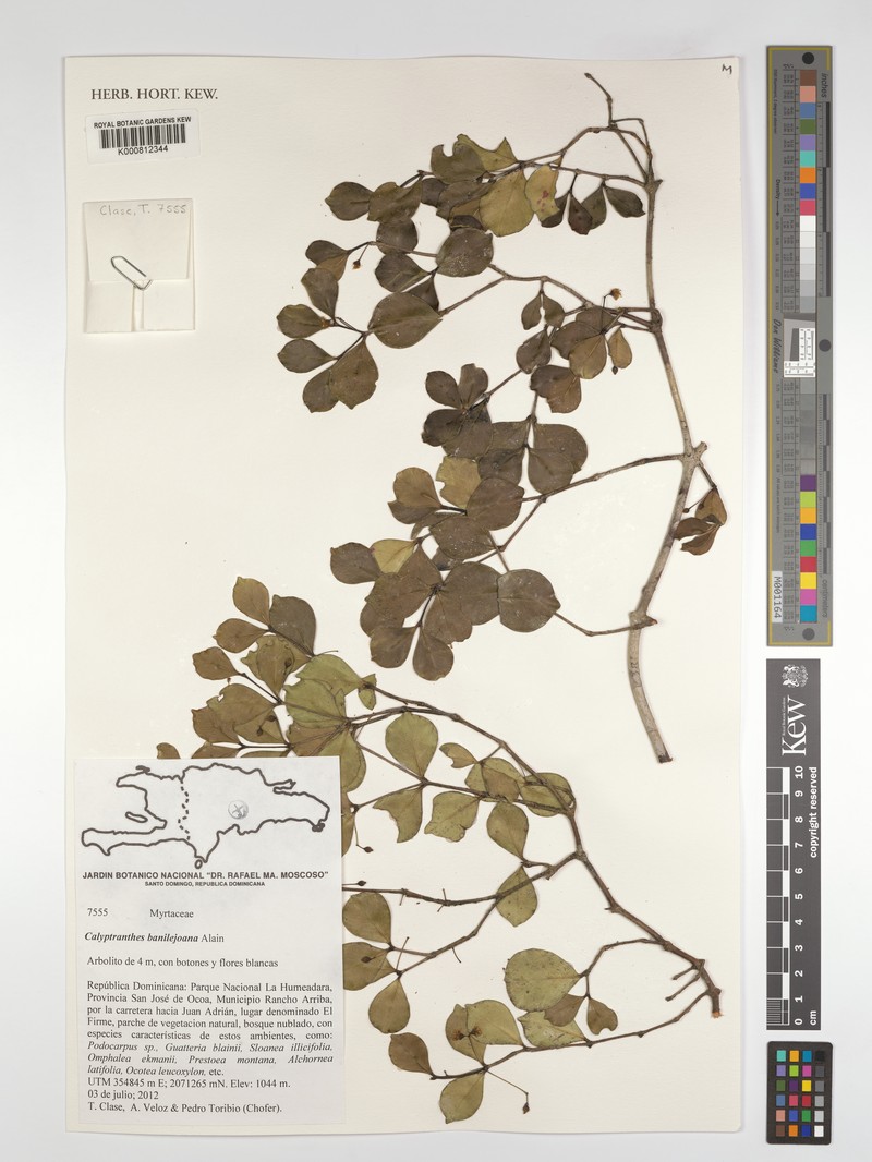 Myrcia banilejoana