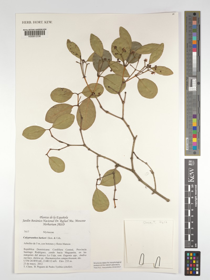 Myrcia barkeri