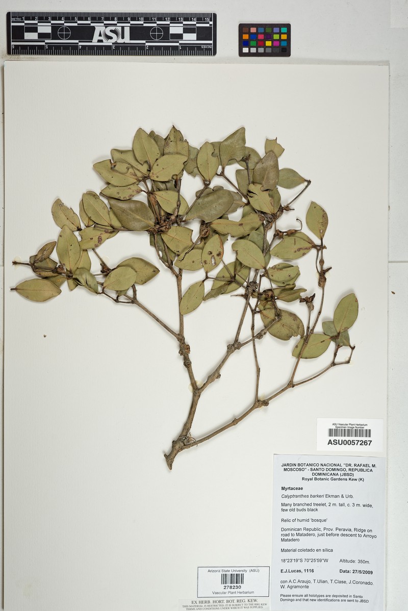 Myrcia barkeri photo 3