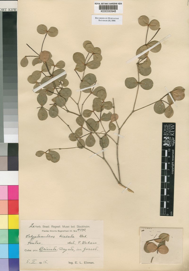 Myrcia bialata