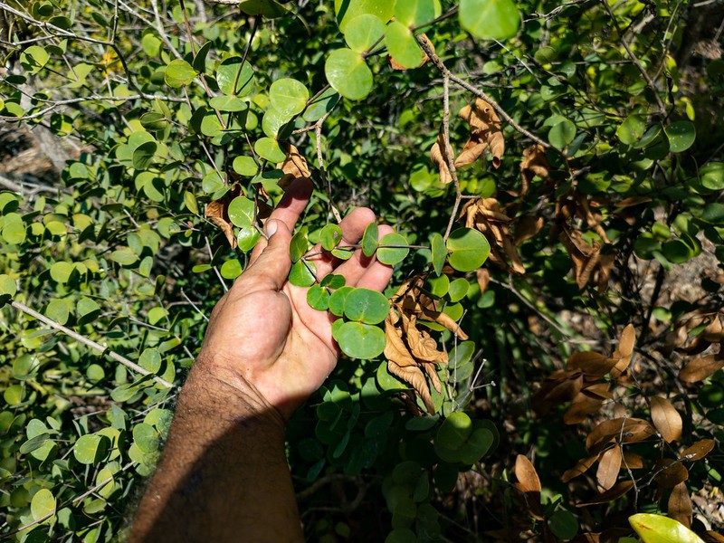 Myrcia boldinghii