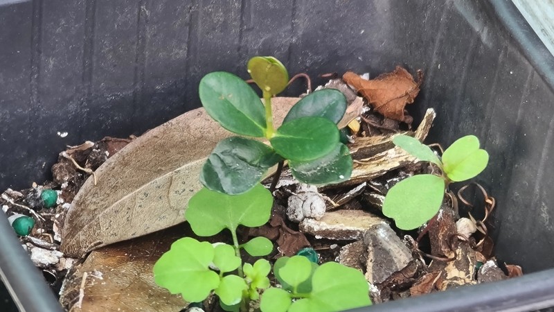 Myrcia boldinghii photo 2