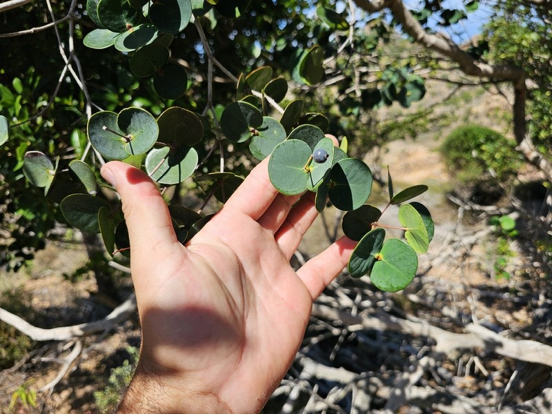 Myrcia boldinghii photo 3