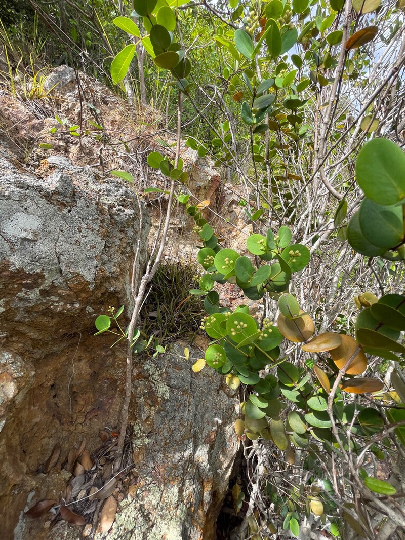 Myrcia boldinghii photo 4