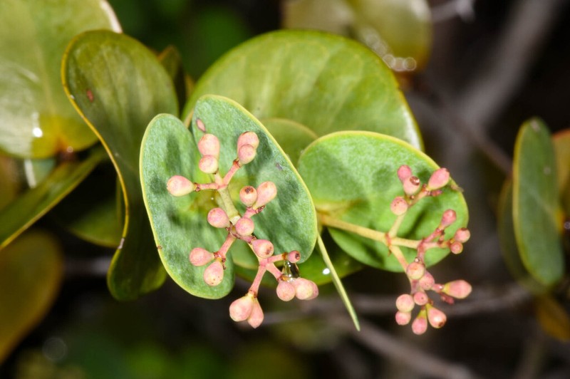 Myrcia boldinghii photo 6