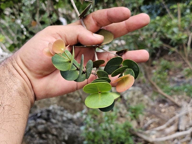 Myrcia boldinghii photo 7