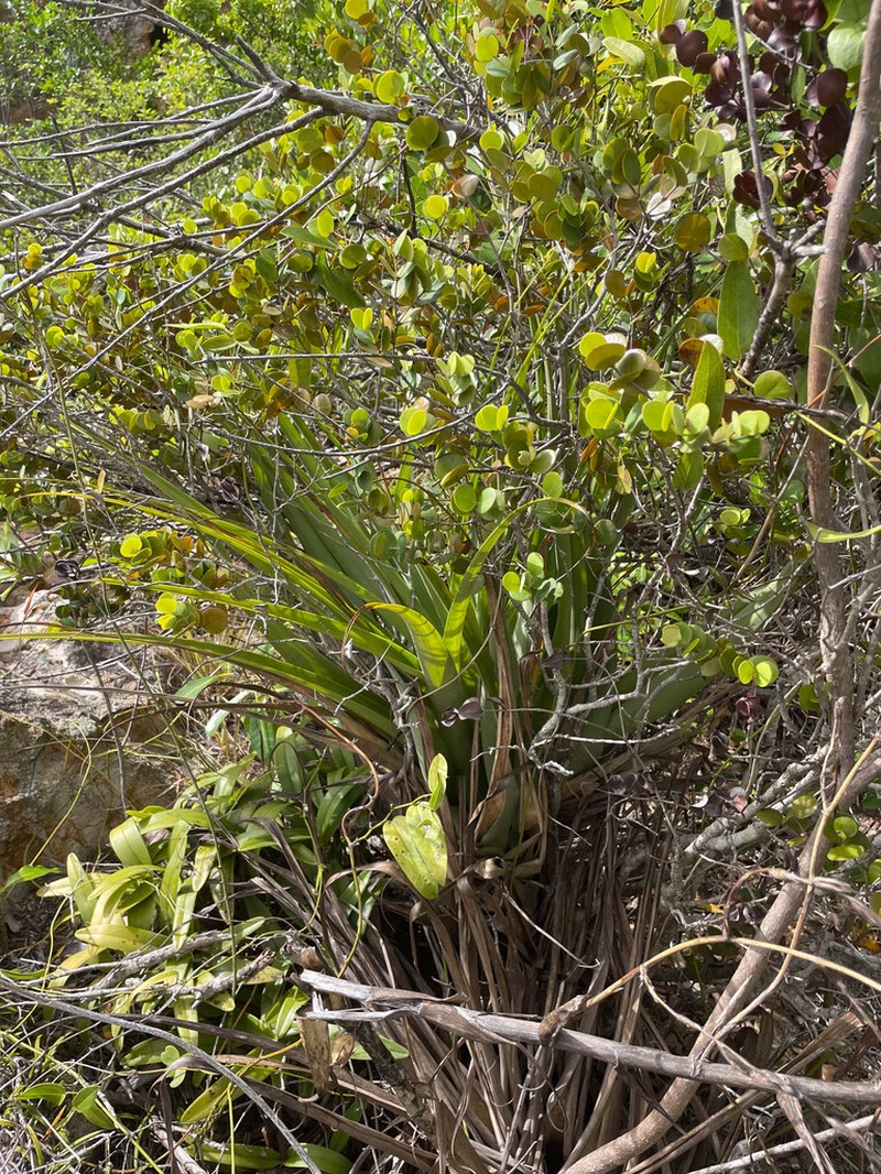 Myrcia boldinghii photo 8