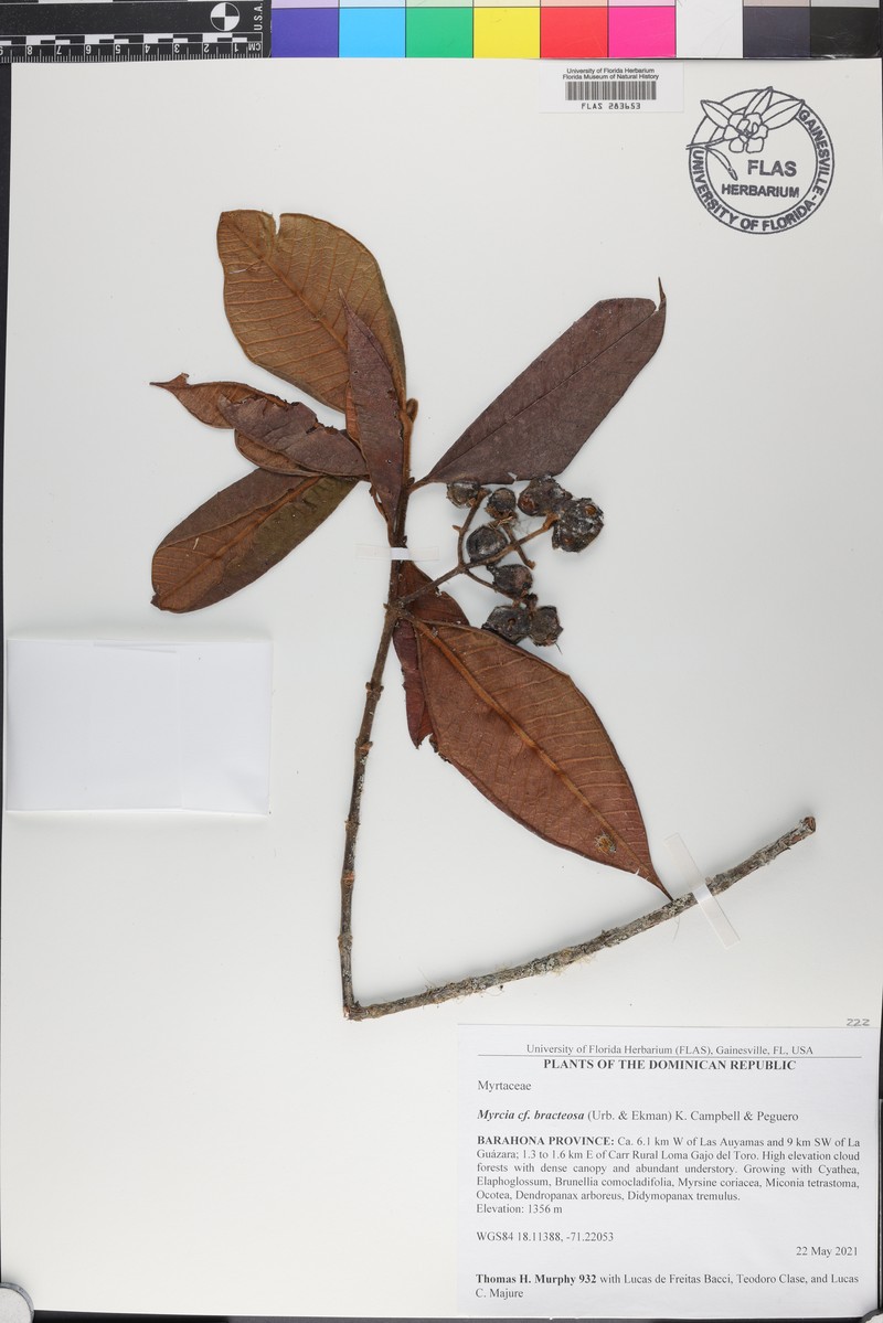 Myrcia bracteosa