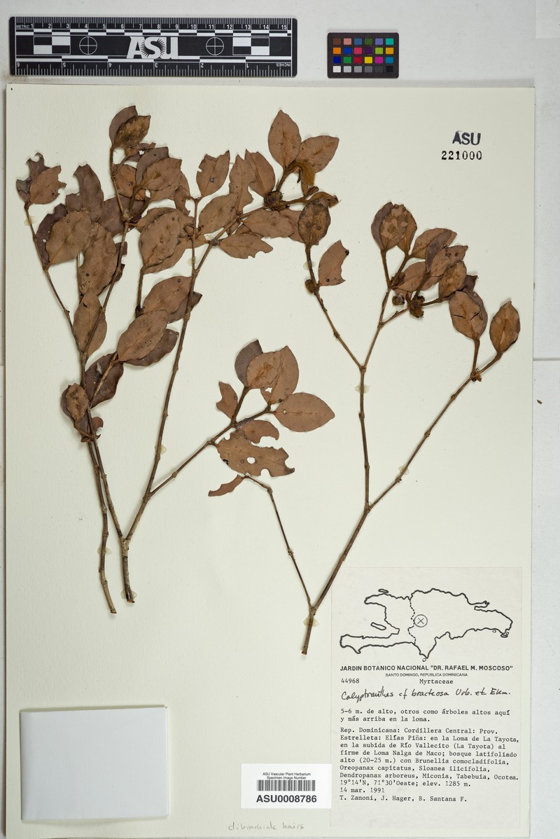 Myrcia bracteosa photo 2