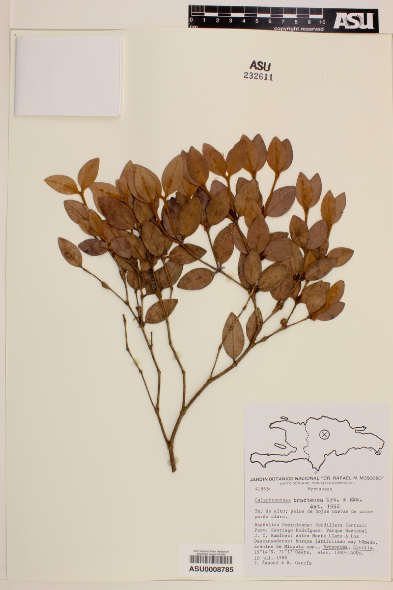 Myrcia bracteosa photo 3