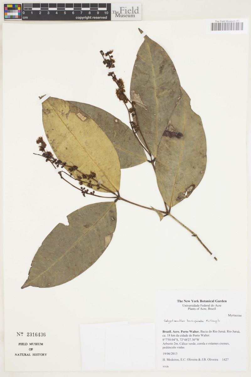 Myrcia brevispicata
