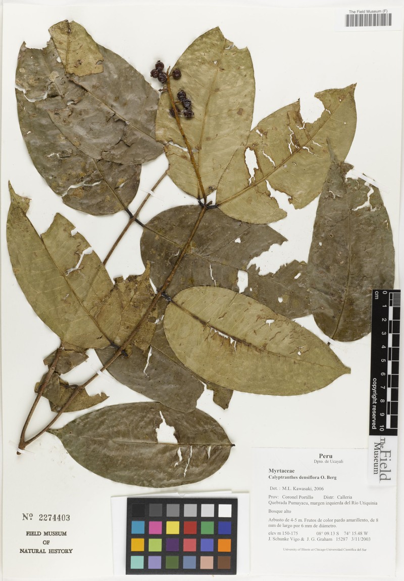 Myrcia brevispicata photo 2