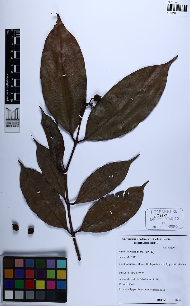 Myrcia caloneura