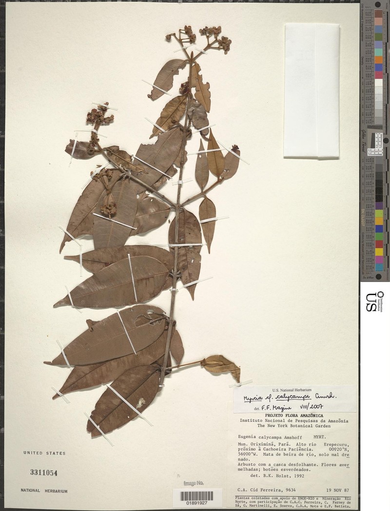 Myrcia calophylla