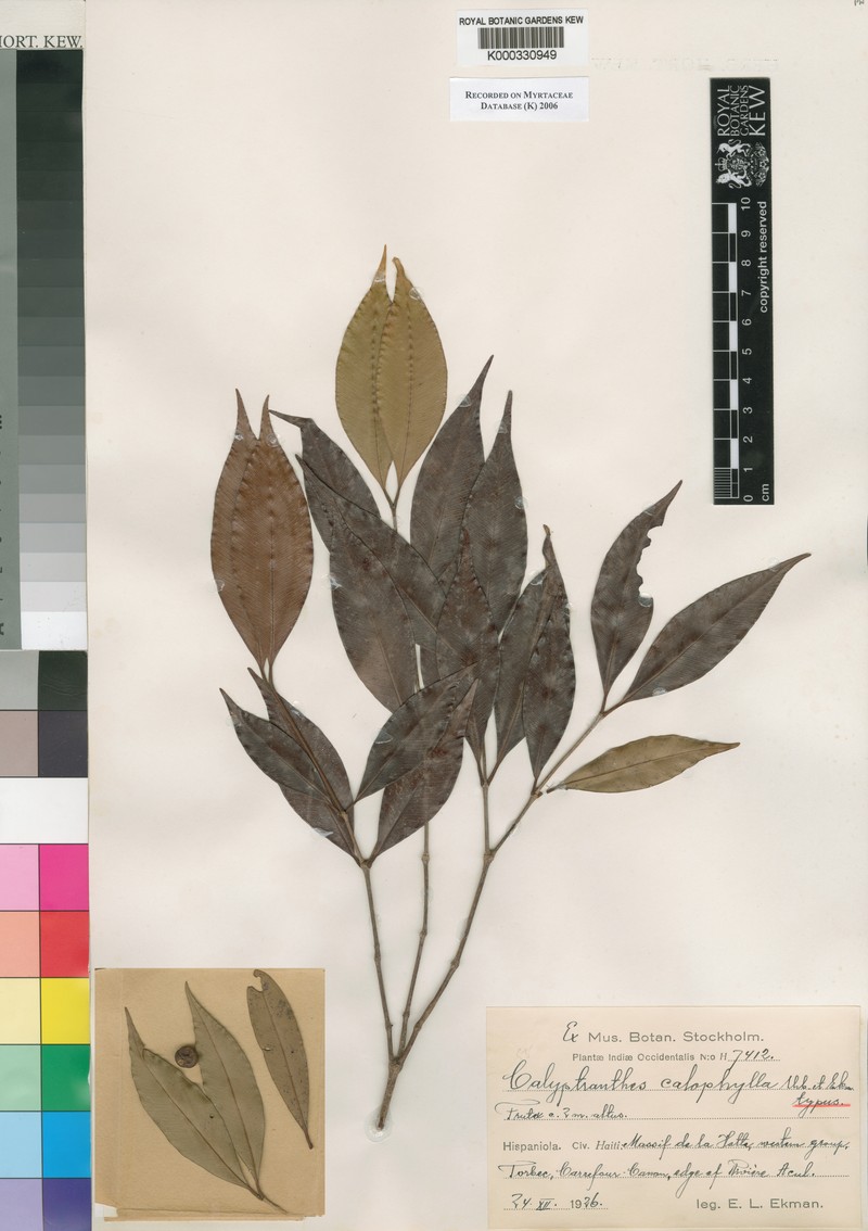 Myrcia calophylla photo 2