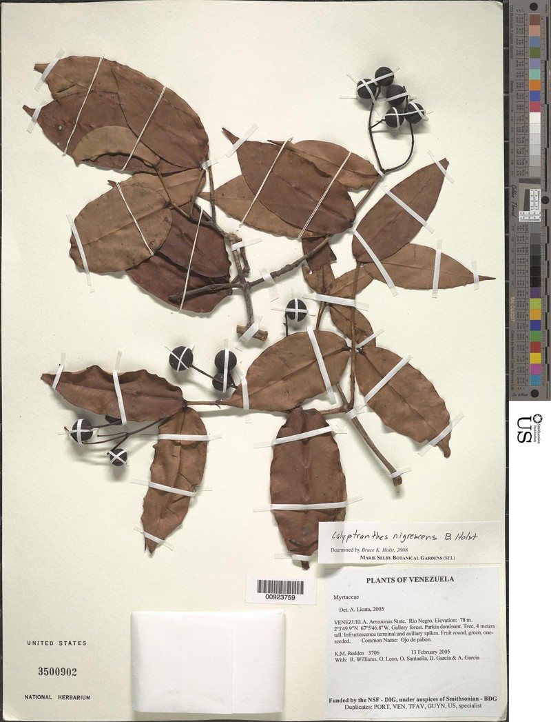 Myrcia celaenensis