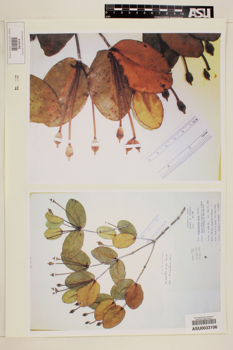 Myrcia chionantha