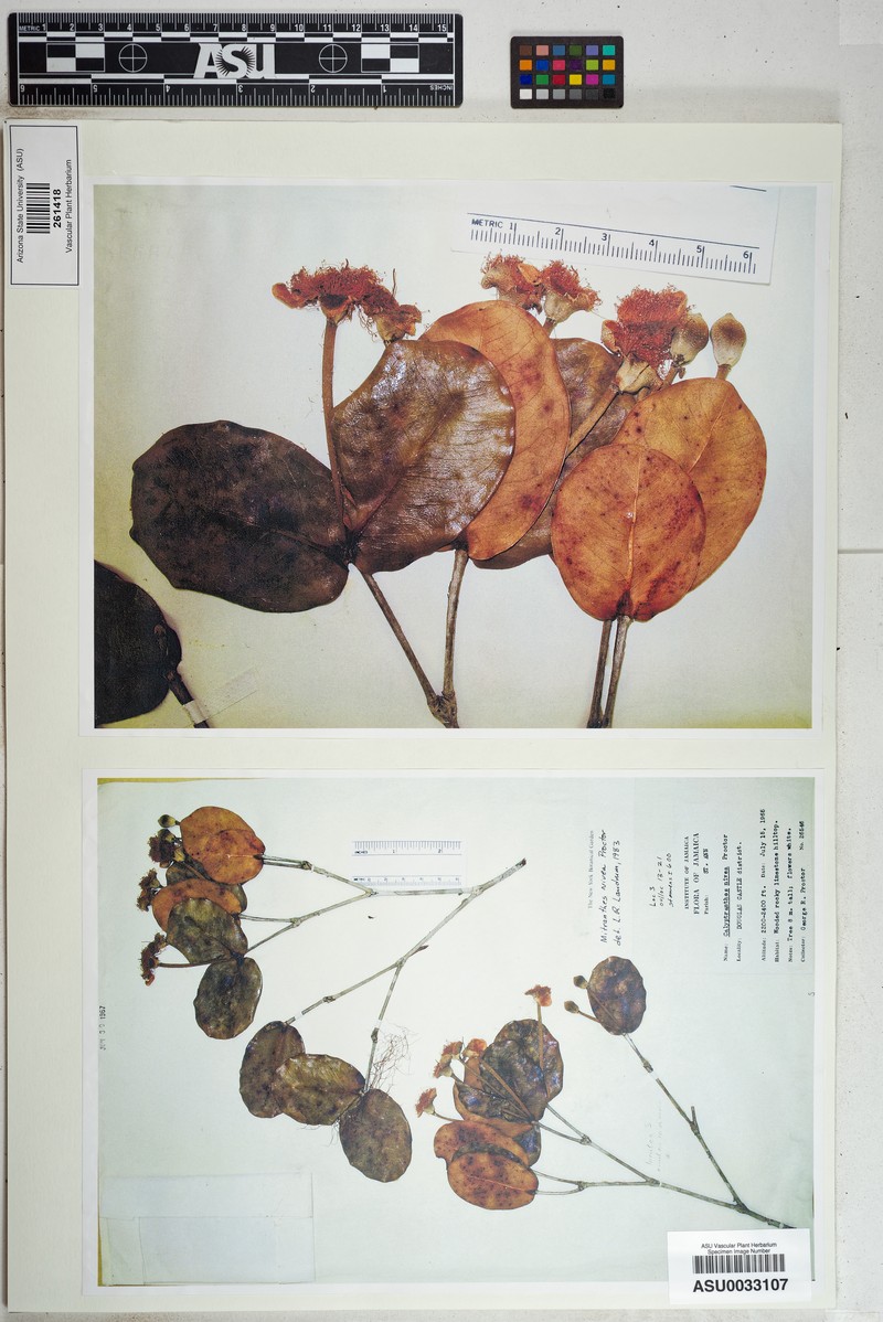 Myrcia chionantha photo 2