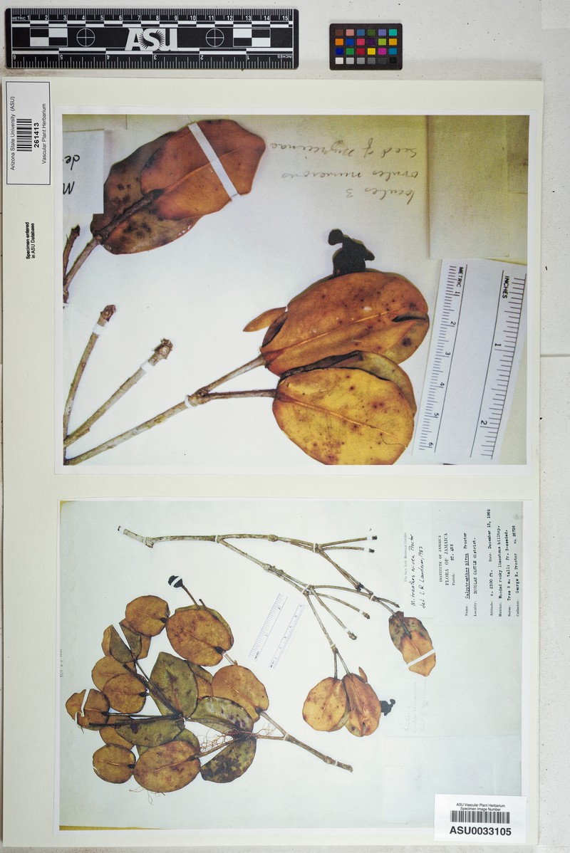 Myrcia chionantha photo 3